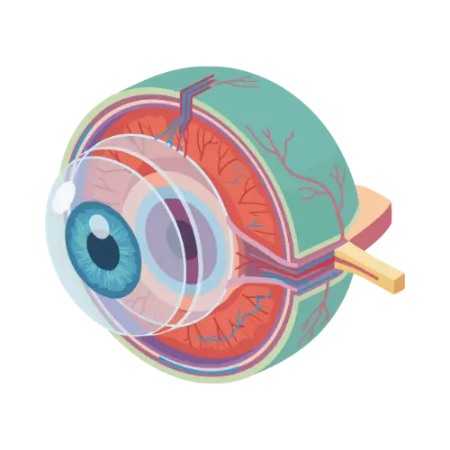 Retina y vítreo