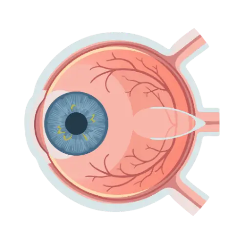Segmento anterior y córnea